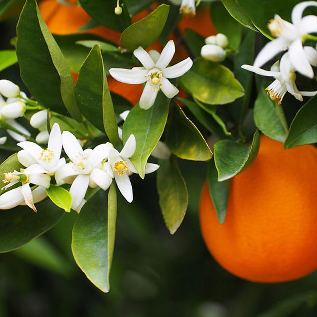 florida orange blossom